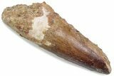 Fossil Spinosaurus Tooth - Feeding Worn Tip #376412-1